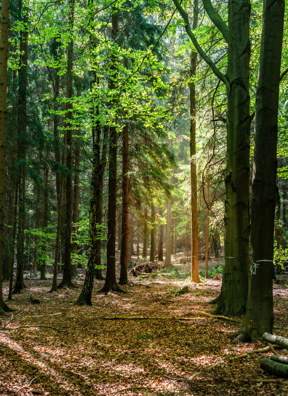 Schönes Foto vom Wald mit Lichteinfall und forstlichen Markierungen